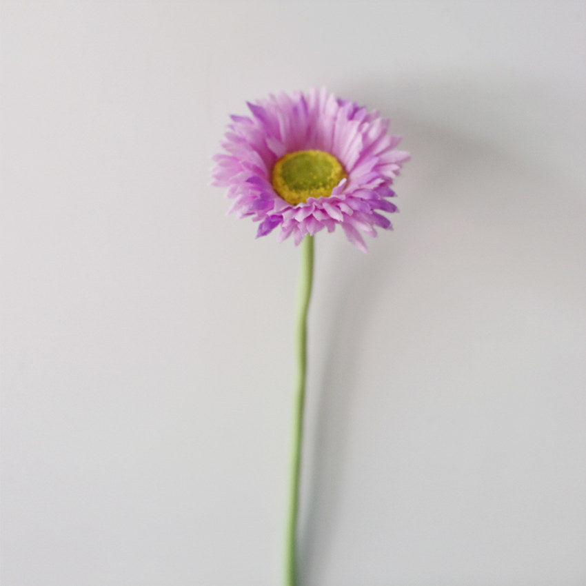 10 Stück 20cm Kunstblumen Afrikadaisy Stängel  Gerbera Bouquet Frühling - Blumenarrangements für Tischdekoration