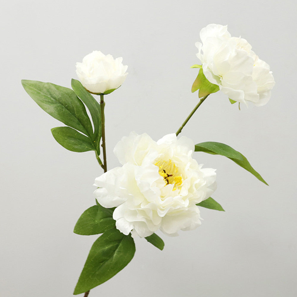 75 cm lange Stängel von chinesischen Großblüten-Pfingstrosen