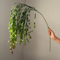 Hochwertige Kelp Vine Wanddeko, 130cm lang, 80cm hoch, realistisch, langlebig, perfekt für Hochzeiten, Cafés, Einzelhandel, Dekoration