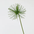 Künstliches Papyrus Ziergras (63/82cm), realistischer Allium Deko-Zweig, Kunstpflanze für Bodenvase, Hochzeit, Event & langlebige Raumdeko
