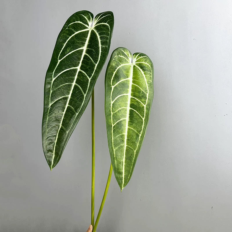 2 Stück Anthurium clarinervium Kunstpflanze, 88 cm Länge, Real-Touch Blätter, für Vasen, Home Decor, Hochzeiten, Einzelhandel