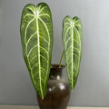 2 Stück Anthurium clarinervium Kunstpflanze, 88 cm Länge, Real-Touch Blätter, für Vasen, Home Decor, Hochzeiten, Einzelhandel