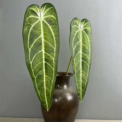 2 Stück Anthurium clarinervium Kunstpflanze, 88 cm Länge, Real-Touch Blätter, für Vasen, Home Decor, Hochzeiten, Einzelhandel