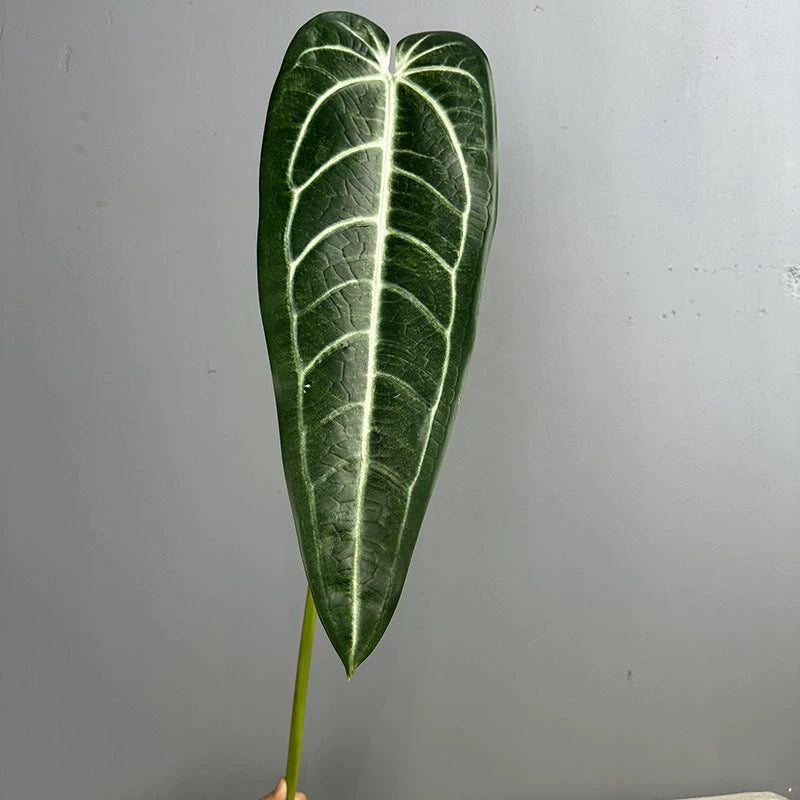 2 Stück Anthurium clarinervium Kunstpflanze, 88 cm Länge, Real-Touch Blätter, für Vasen, Home Decor, Hochzeiten, Einzelhandel