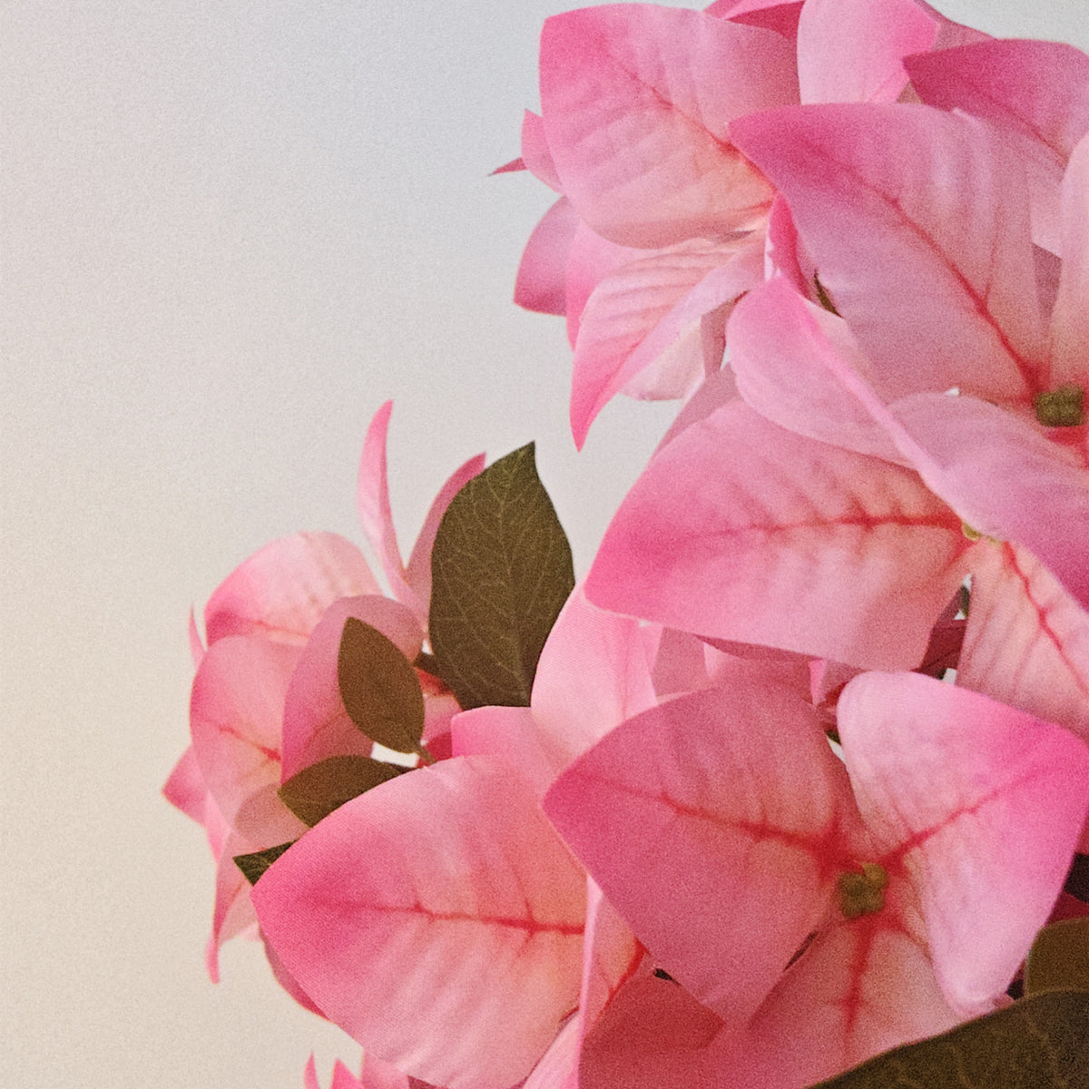 50 cm künstlicher gradientfarbener rosa Bougainvillea-Strauß | Frühling 2027 Neue Kollektion, realistische Kunstblume für Frühlings-Dekoration zu Hause und Hochzeiten
