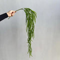 Künstliche Hängepflanze, Asparagus Farn, 90 cm Länge, für Wohnraum und Büro