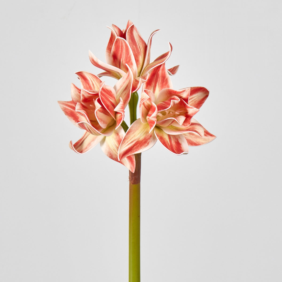 Künstliche Clivien (Rittersterne) Busch mit 3 Blüten, 56 cm, Kunststoff-Deko für Hochzeit & Innenraum