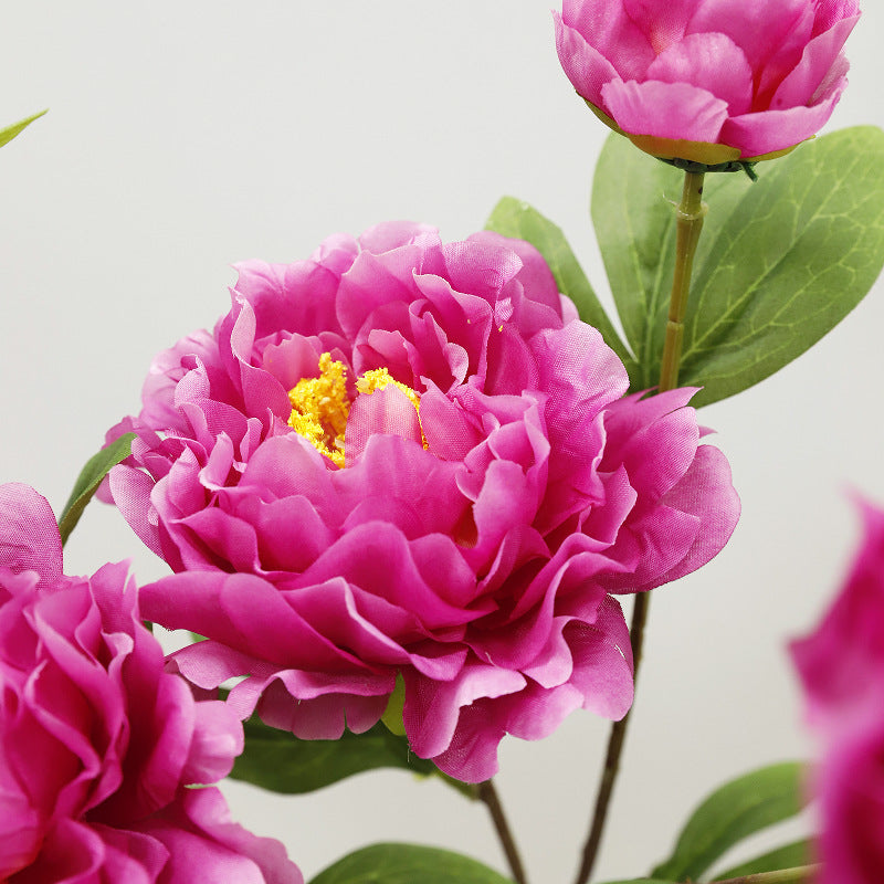 75 cm lange Stängel von chinesischen Großblüten-Pfingstrosen