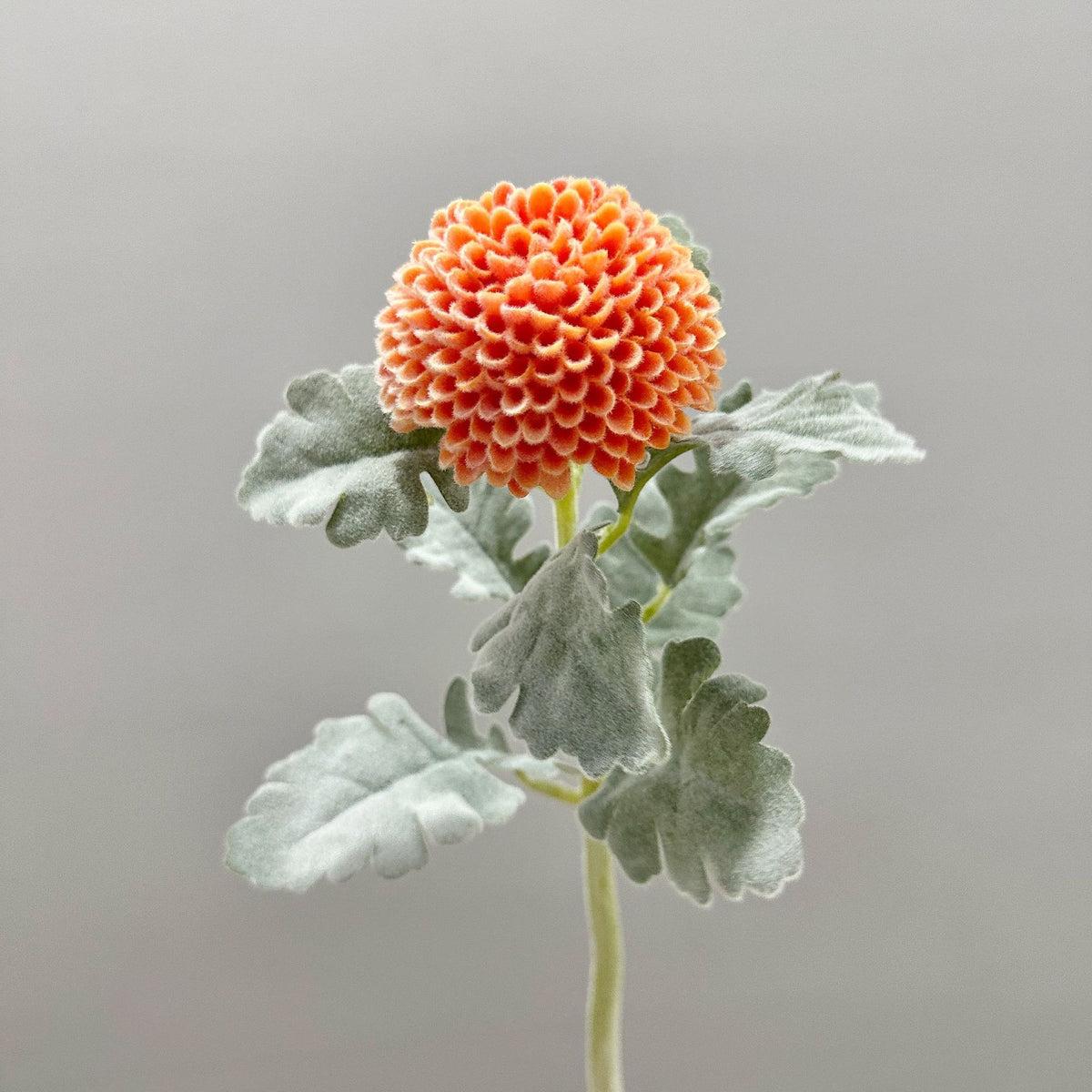 Künstliche Chrysantheme, Single-Stem mit 7 cm Blütenkopf, 37 cm hoch, Flockstoff, für Hochzeitsdekoration und Inneneinrichtung