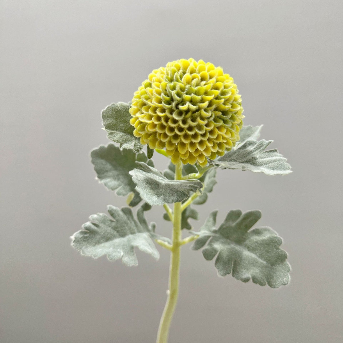 Künstliche Chrysantheme, Single-Stem mit 7 cm Blütenkopf, 37 cm hoch, Flockstoff, für Hochzeitsdekoration und Inneneinrichtung