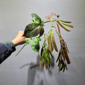 Künstliche Erbsenpflanze Busch, 85 cm, Kunststoff (PE/PVC), für Hochzeit, Schaufenster und Deko