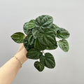 Künstliche Pfefferminzblatt-Pflanze Peperomia, 1 Büschel mit biegsamen Stielen, Kunststoff PE/PVC, für Wohnraum, Hotel und Hochzeit