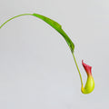 Künstliche Hängepflanze, Kannenpflanze (Nepenthes), 77 cm, PE/PVC, für Wohn- und Geschäftsräume